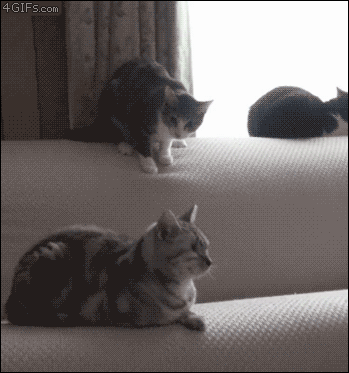 cats being jerks