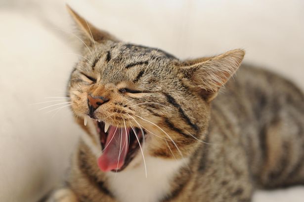 herocat1