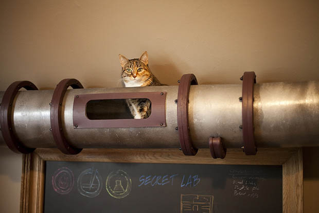 cathouse9
