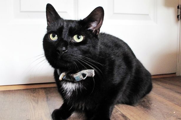 Tomcat-Slinky-Malinki