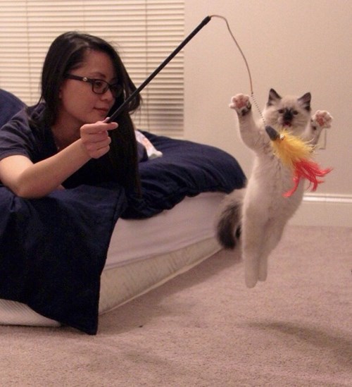 catday7