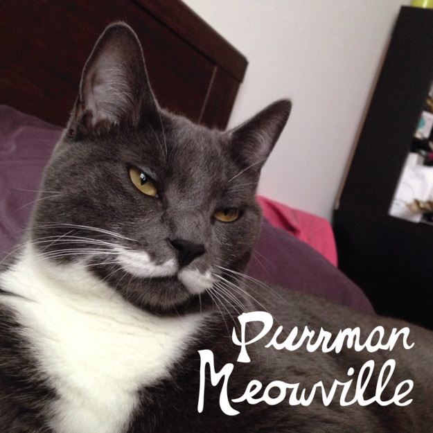 25 Literary Pun Names For Your Cat