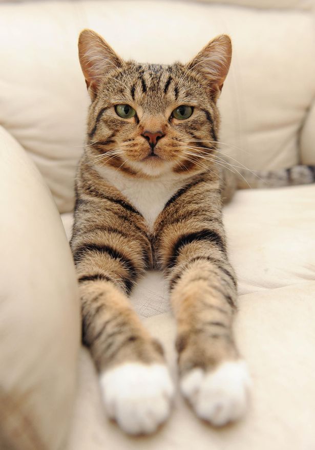 herocat4