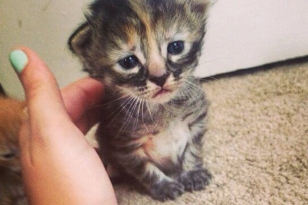 cute-sad-kitten