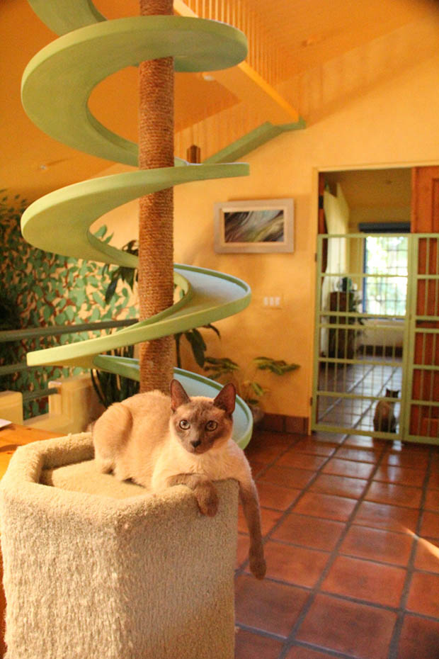 9 of the craziest cat climbing structures in the world