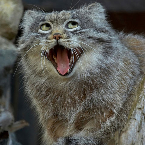 Want to be happy? Just look at the Pallas's cat. Seriously... just look at  that face.