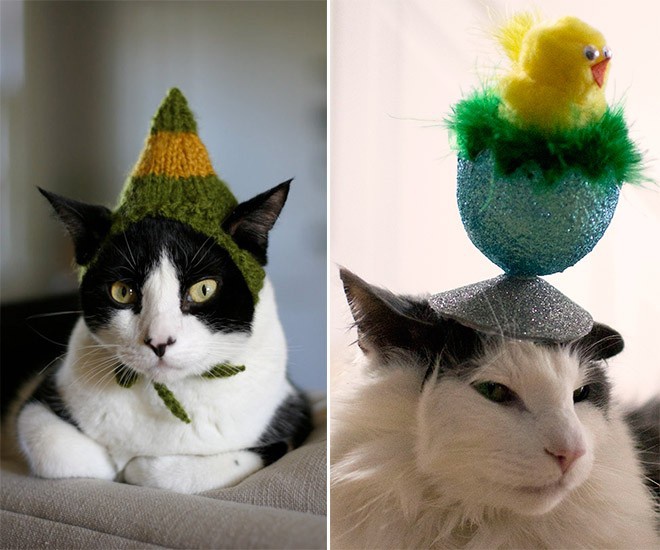 Cats wearing hats to make your day better