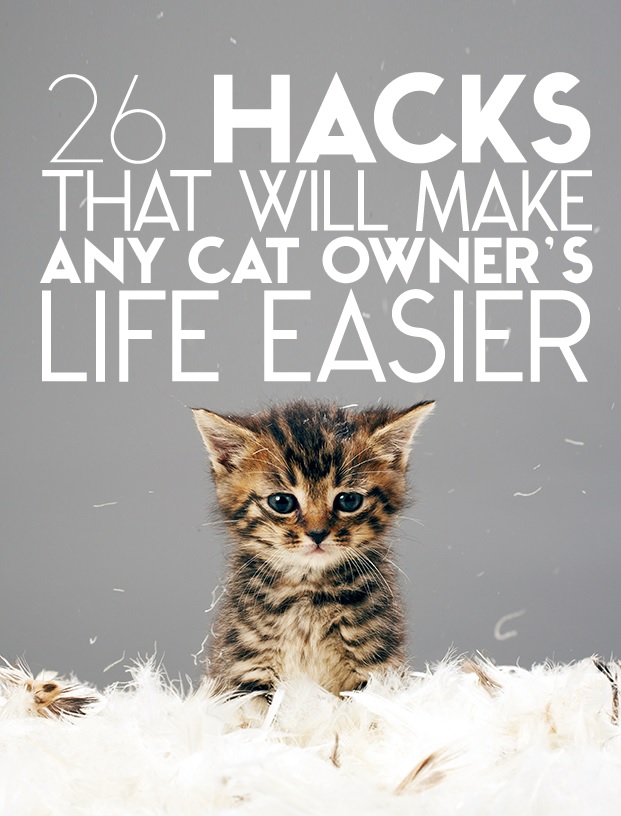cat pictures