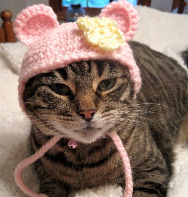 Cats wearing hats to make your day better