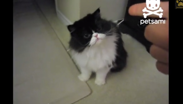 cat pictures