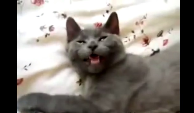 cat pictures