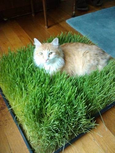 26 hacks that will make any cat owner's life easier!