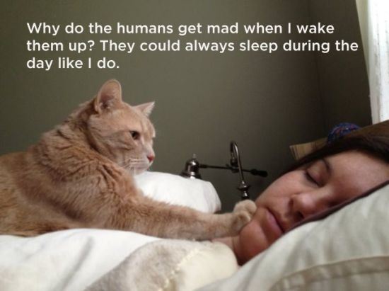 20 Deep Philosophical Thoughts By Cats