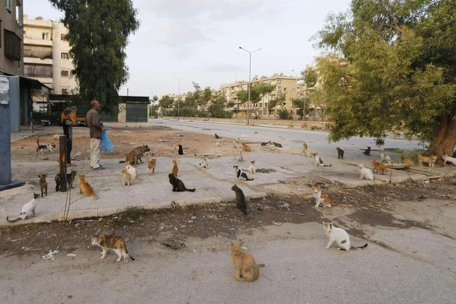 alaa5