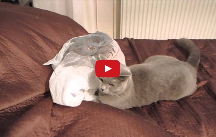 cat pictures