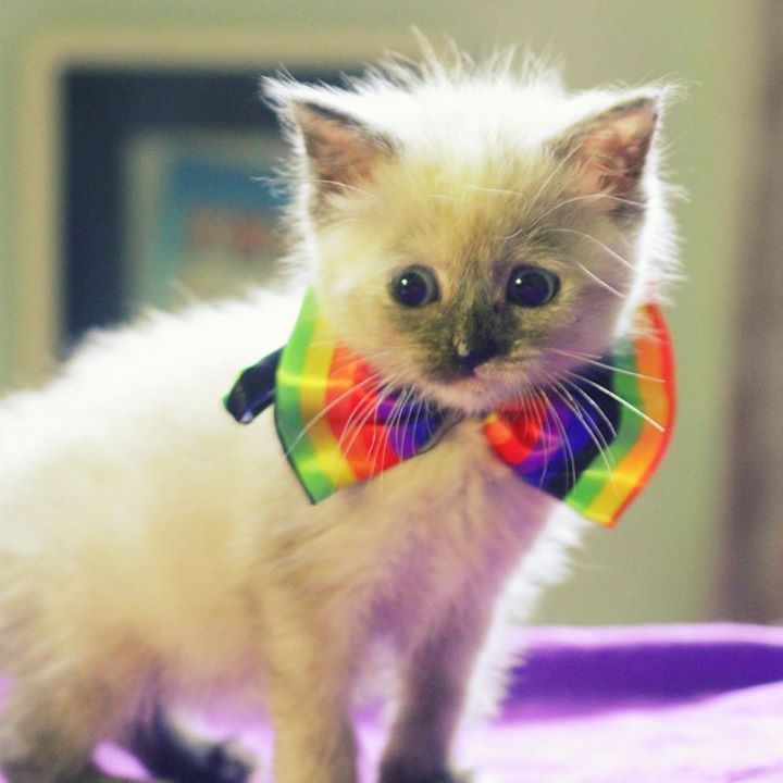 14 kittens in bow ties... iz there anything cuter?