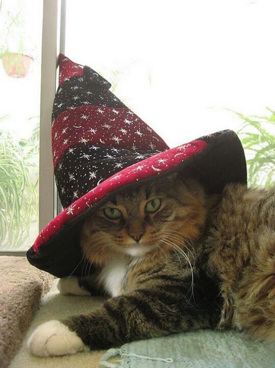 A gallery of Halloween cats for your viewing pleasure
