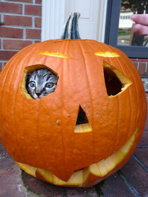 cat in pumpkin