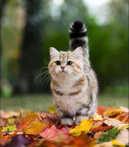 A gallery of Halloween cats for your viewing pleasure