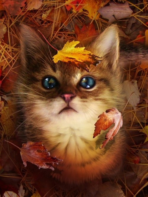 A gallery of Halloween cats for your viewing pleasure