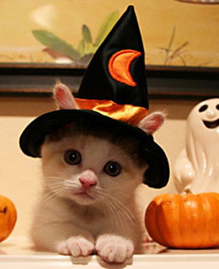 A gallery of Halloween cats for your viewing pleasure