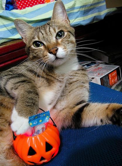 A gallery of Halloween cats for your viewing pleasure