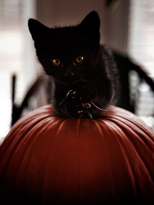 black cat on pumpkin