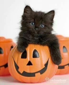 A gallery of Halloween cats for your viewing pleasure