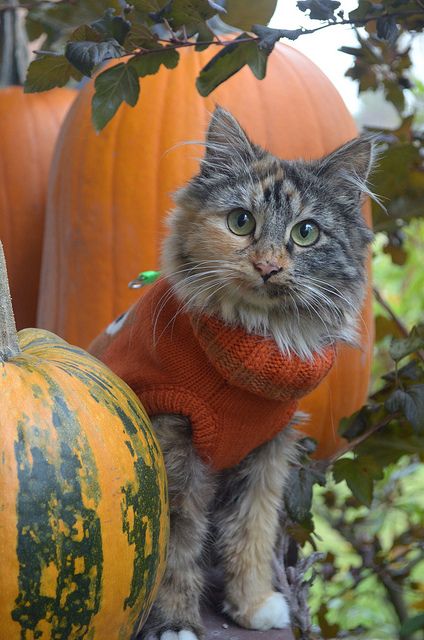 31 cats who are ready for fall