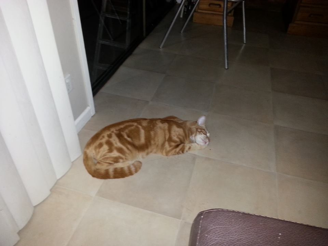 mufasa3