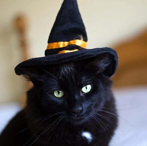 A gallery of Halloween cats for your viewing pleasure