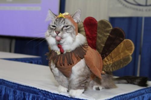 Cats Who Are Ready For Thanksgiving [PICTURES] CatTime