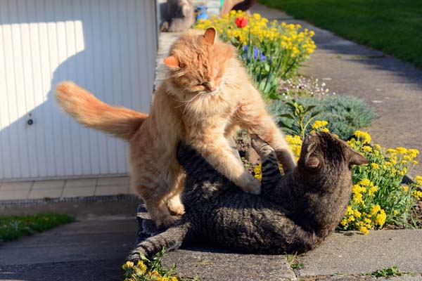 Brutal Cat Fights