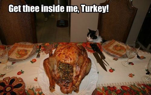 Image result for cats on thanksgiving