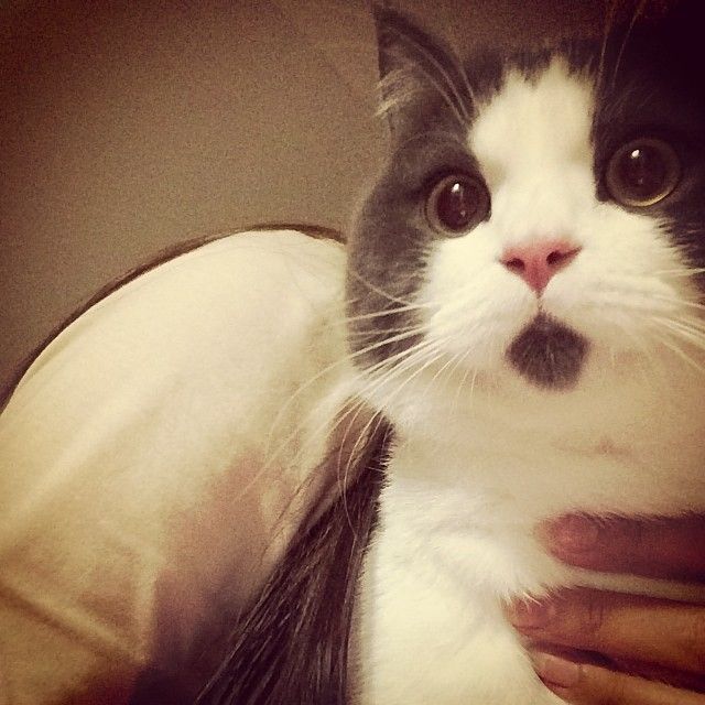 What Happens When A Dog Catches A Cat What Happens When A Dog Catches A Cat