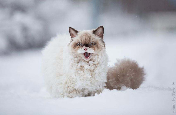 snow2