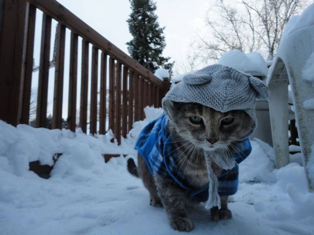cold1