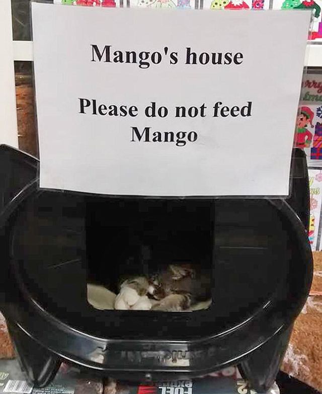mango7