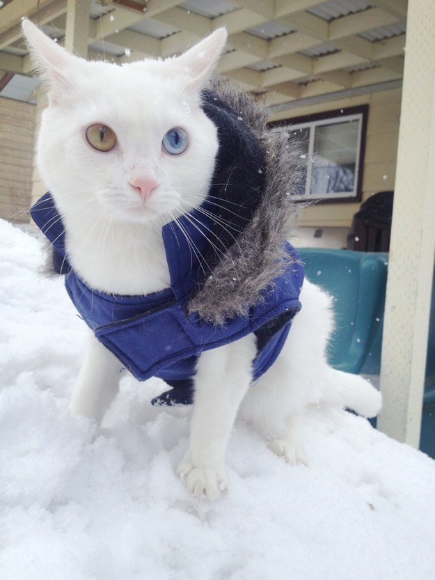 cold9