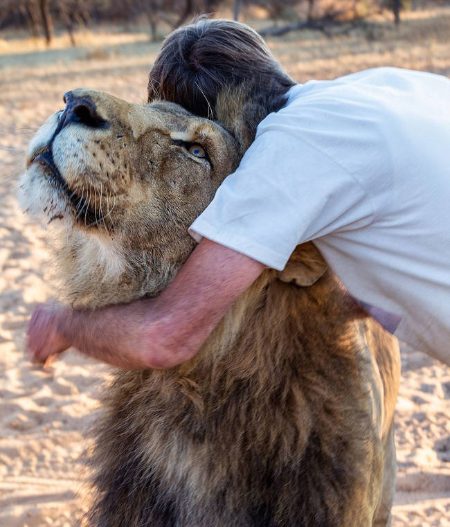 lion human friendship à·ƒà¶³à·„à· à¶´à·’à¶±à·Šà¶­à·”à¶» à¶´à·Šâ€à¶»à¶­à·’à¶µà¶½