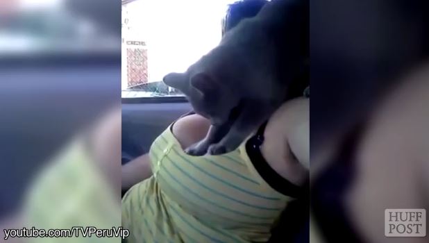 Cat Kneading Boobs