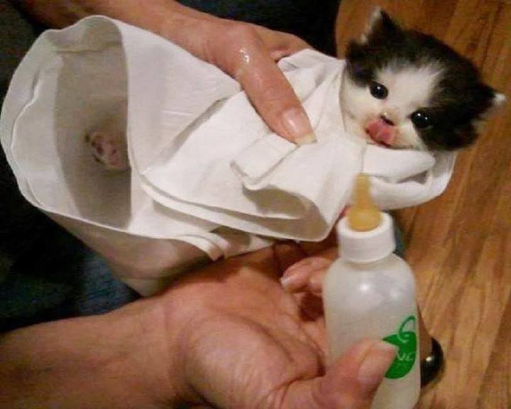 Bottle Fed Kittens Iz Just Too Cute For Words Gallery