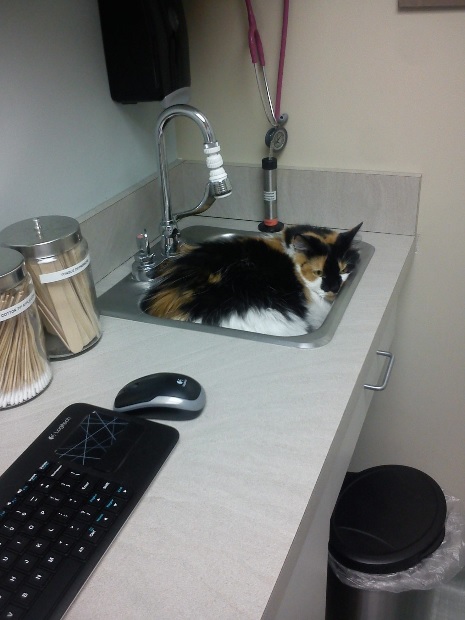 cats hiding from the vet 12