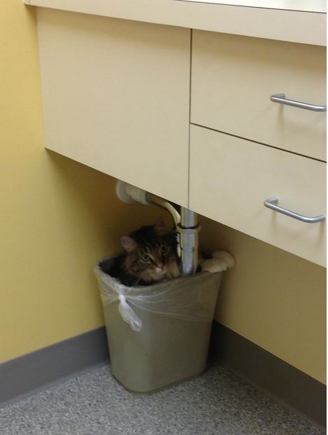 cats hiding from the vet 15
