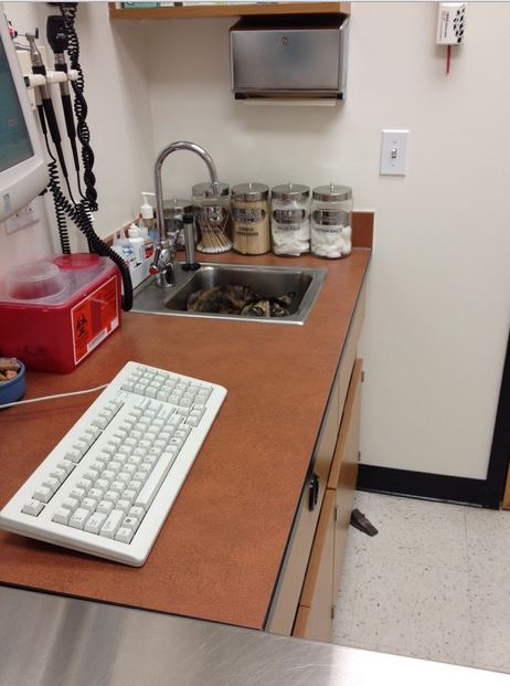 cats hiding from the vet 14