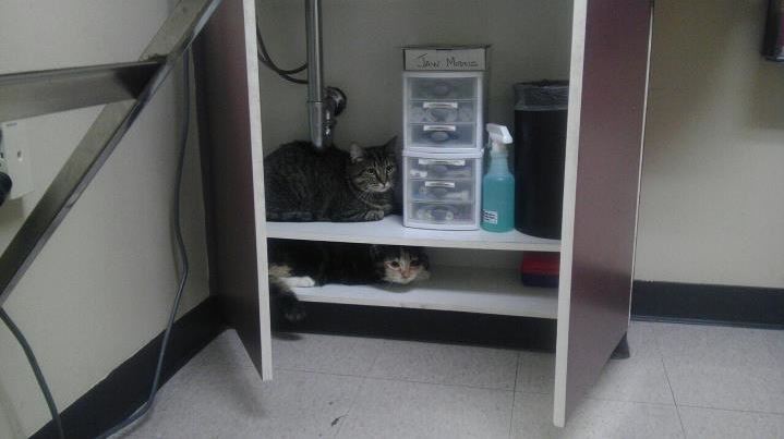 cats hiding from the vet 16