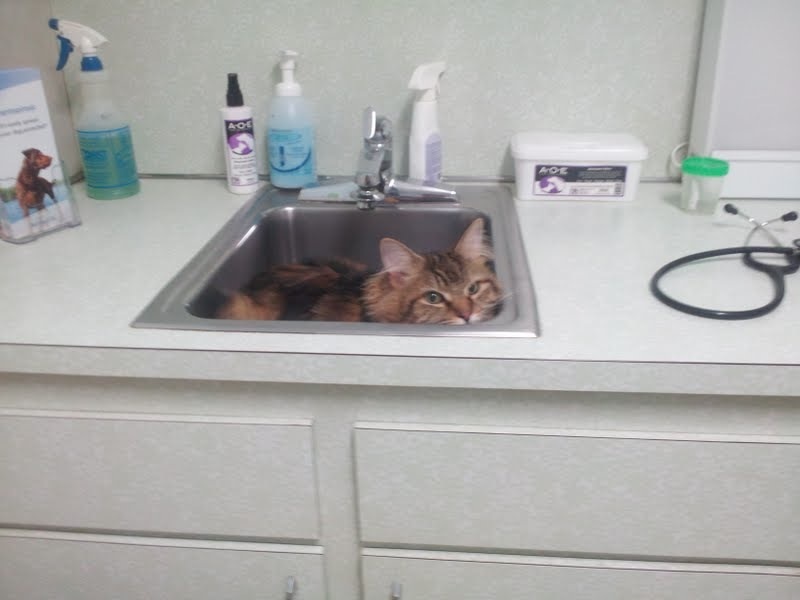 cats hiding from the vet 11