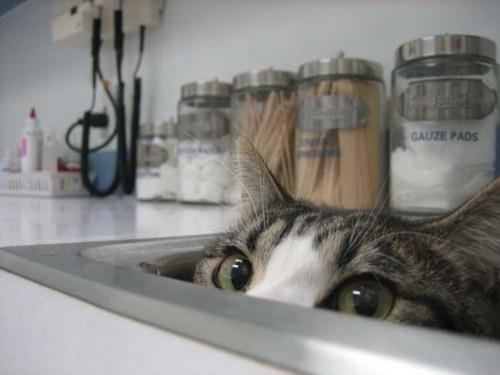 cats hiding from the vet 19