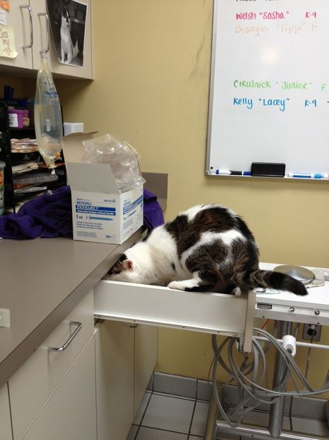 cats hiding from the vet 17