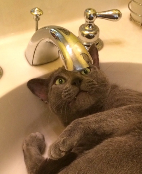 Cats really do love sitting in sinks (Gallery)